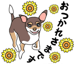 KURI, cute CHIHUAHUA sticker #13495732