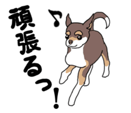 KURI, cute CHIHUAHUA sticker #13495733