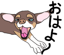KURI, cute CHIHUAHUA sticker #13495740