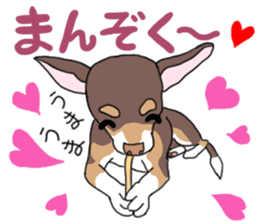KURI, cute CHIHUAHUA sticker #13495743