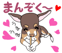 KURI, cute CHIHUAHUA sticker #13495743