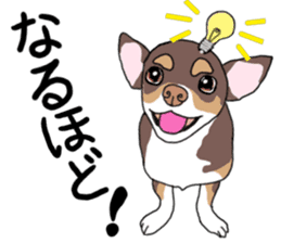 KURI, cute CHIHUAHUA sticker #13495746