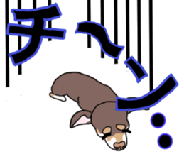 KURI, cute CHIHUAHUA sticker #13495747