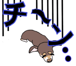 KURI, cute CHIHUAHUA sticker #13495747