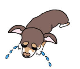 KURI, cute CHIHUAHUA sticker #13495748