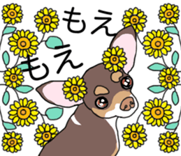 KURI, cute CHIHUAHUA sticker #13495749