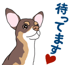 KURI, cute CHIHUAHUA sticker #13495752