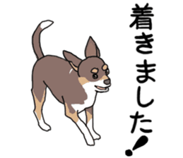 KURI, cute CHIHUAHUA sticker #13495754