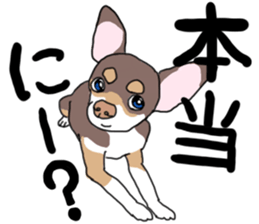 KURI, cute CHIHUAHUA sticker #13495756