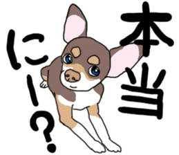 KURI, cute CHIHUAHUA sticker #13495756