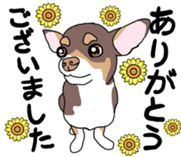 KURI, cute CHIHUAHUA sticker #13495765