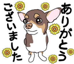 KURI, cute CHIHUAHUA sticker #13495765