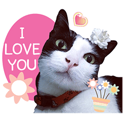 AeAew Hardcore Cat (ENG)