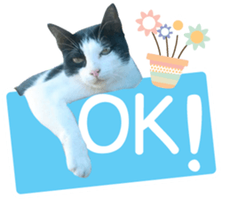 AeAew Hardcore Cat (ENG) sticker #13495766