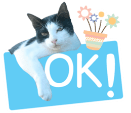 AeAew Hardcore Cat (ENG) sticker #13495766