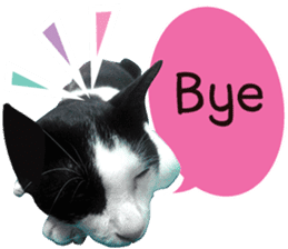 AeAew Hardcore Cat (ENG) sticker #13495768