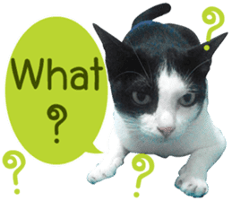 AeAew Hardcore Cat (ENG) sticker #13495769