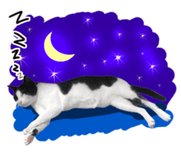 AeAew Hardcore Cat (ENG) sticker #13495770