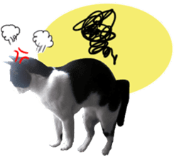AeAew Hardcore Cat (ENG) sticker #13495772