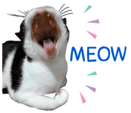 AeAew Hardcore Cat (ENG) sticker #13495773
