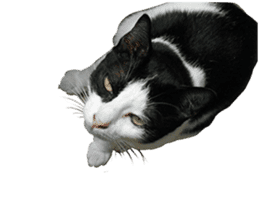 AeAew Hardcore Cat (ENG) sticker #13495774