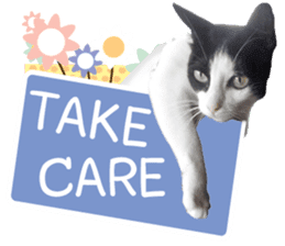 AeAew Hardcore Cat (ENG) sticker #13495775