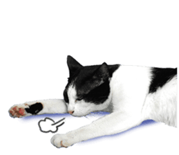 AeAew Hardcore Cat (ENG) sticker #13495776