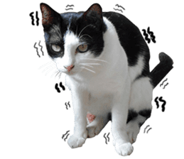 AeAew Hardcore Cat (ENG) sticker #13495777