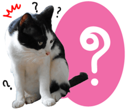 AeAew Hardcore Cat (ENG) sticker #13495778