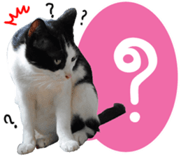 AeAew Hardcore Cat (ENG) sticker #13495778