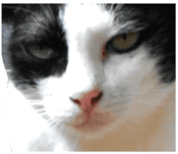 AeAew Hardcore Cat (ENG) sticker #13495779