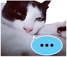 AeAew Hardcore Cat (ENG) sticker #13495780