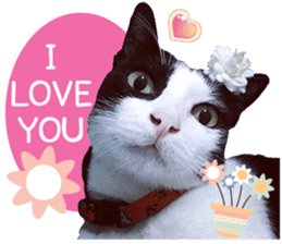 AeAew Hardcore Cat (ENG) sticker #13495781