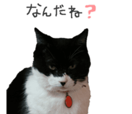 Boss cat "MATUKO" sticker #13496662