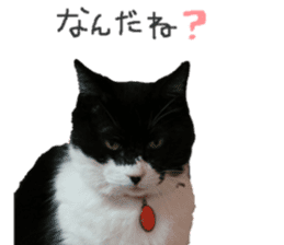 Boss cat "MATUKO" sticker #13496662