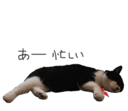 Boss cat "MATUKO" sticker #13496667