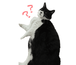 Boss cat "MATUKO" sticker #13496668