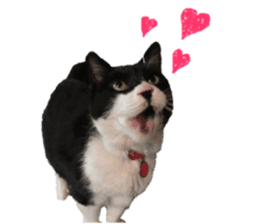 Boss cat "MATUKO" sticker #13496671