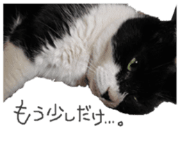 Boss cat "MATUKO" sticker #13496674
