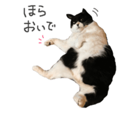 Boss cat "MATUKO" sticker #13496677