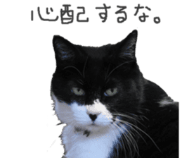 Boss cat "MATUKO" sticker #13496678