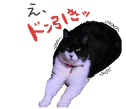 Boss cat "MATUKO" sticker #13496679