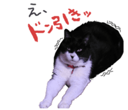 Boss cat "MATUKO" sticker #13496679