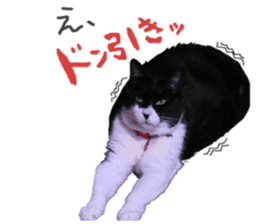 Boss cat "MATUKO" sticker #13496679