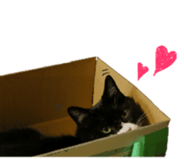 Boss cat "MATUKO" sticker #13496682