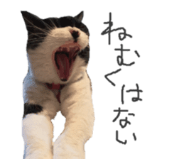 Boss cat "MATUKO" sticker #13496684