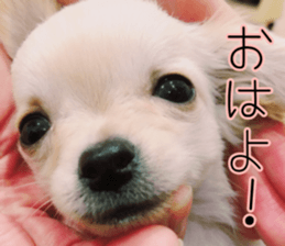 Dear Ritz sticker #13498278