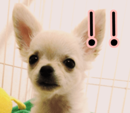 Dear Ritz sticker #13498279