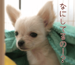 Dear Ritz sticker #13498281