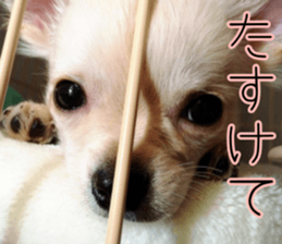 Dear Ritz sticker #13498291